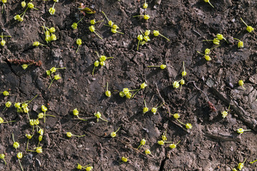 the yellow inflorescences lying on the earth