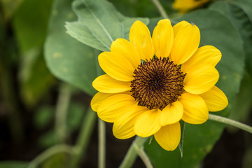 Yellow flower in garden