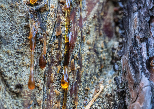 amber pitch on bark of a pine trunk

