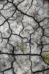 Dry soil with green moss