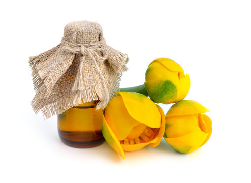 Nuphar lutea, Yellow Water-lily, Brandy-Bottle.