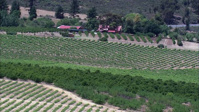 N7, Pass And Citrus Fields