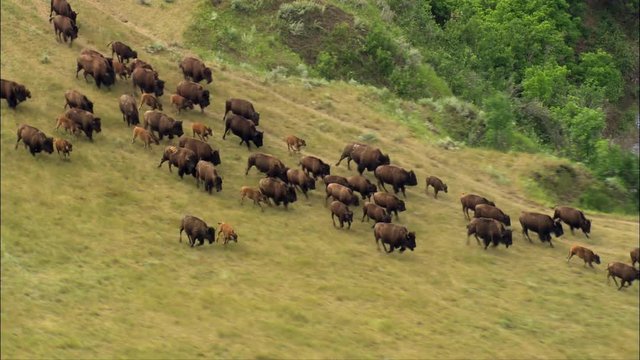 Bison On The Move