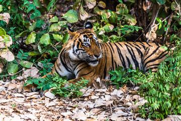 Royal Bengal Tiger (T-24 Ustaad)