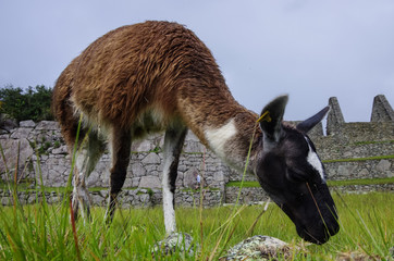 Alpaca ( lama ) in  Machu Picchu, Peru, UNESCO World Heritage Site