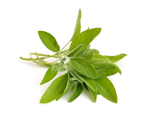 Obraz premium Salvia officinalis