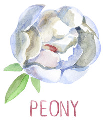 Gorgeous white peony with leaves. Watercolor illustration