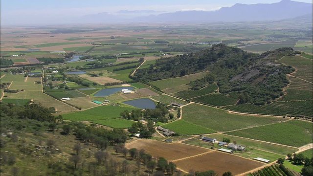 Vineyards To The West Of Paarl