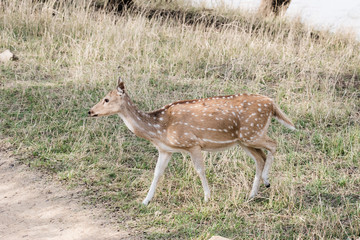 Fawn of Spotted Deer