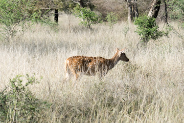 Male Spotted Deer
