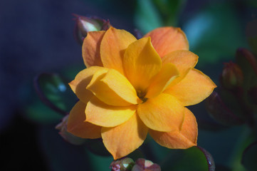 juicy orange flower on a dark background