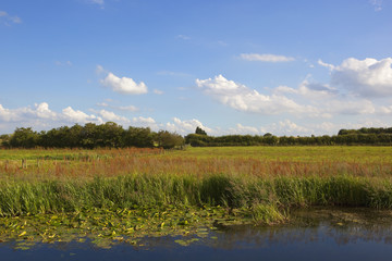 summer grazing pasture