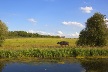 black cow in grazing pasture