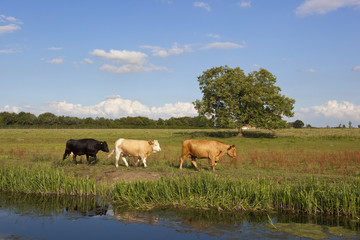 Fototapeta na wymiar summer livestock