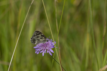 Schachbrett, Schmetterling auf Wiese