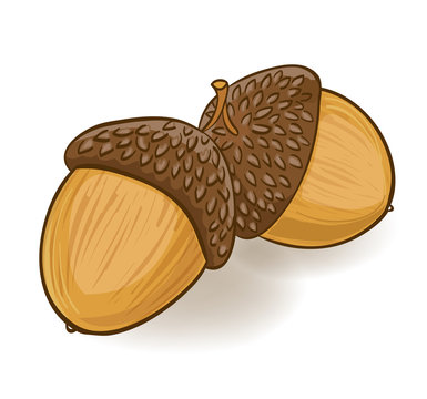 cartoon acorns on white. vector illustration