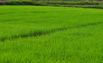 Fototapeta premium View of Young rice sprout ready to growing in the rice field