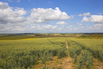 Fototapeta na wymiar summer oat field