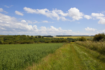 Fototapeta premium oat fields with bridleway