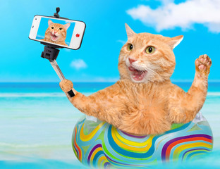 Cat  relaxing  on air mattress in the sea taking a selfie together with a smartphone.