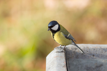 Fototapeta premium portrait of tit