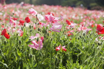 Morning, flower garden