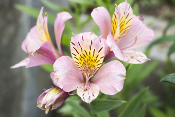 アルストロメリア