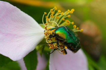 Rose chafer in a pink rose. green chafer climb on the pink rose