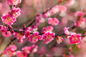 closeup of pink plum flowers in bloom