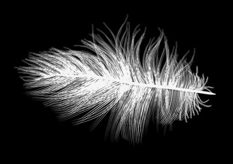 Obraz premium feather white small silhouette on black