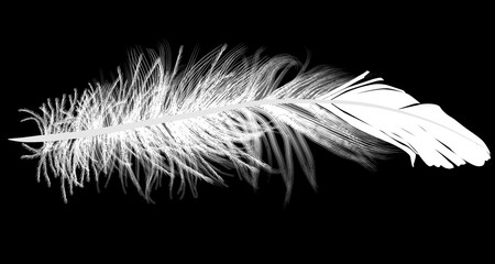 feather isolated single white silhouette