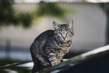 Cat sitting on a car.