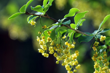 flowering barberry