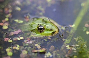 green frog close up