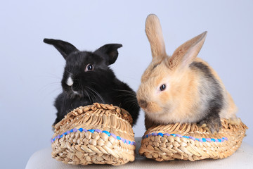 two rabbits in bast shoes
