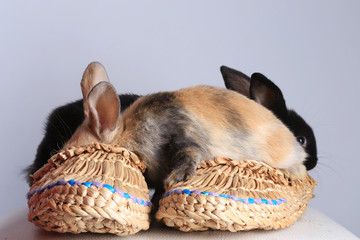 two rabbits in bast shoes