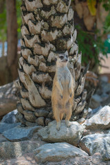 cute Slender-Tailed Meerkats standing upright in the zoo