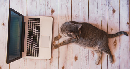 Cat working, vintage workspace