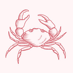Detailed vector drawing of a sea crab