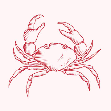 Detailed vector drawing of a sea crab