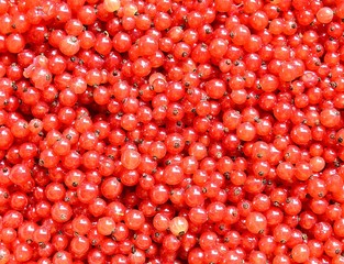 Ripe red currants background closeup.