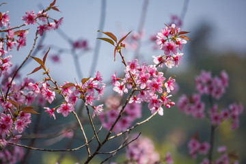 Flowers:Cherry blossoms in Thailand,Phu-lom-lo-thai-sakura-cherry-blossam.