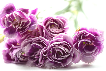 bouquet of purple white carnation flower on isolated background text word on beautiful lovely pretty fresh carnation