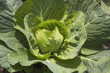 Head of White cabbage in garden