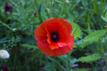 Red poppy flower with bud in field