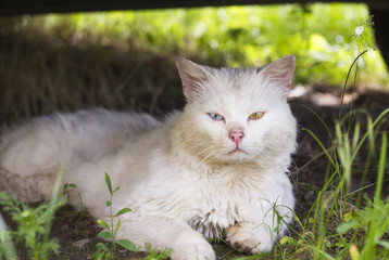 Fototapeta na wymiar White cat with different colored eyes blue and yellow. Stray cat looking for home needs veterinary care