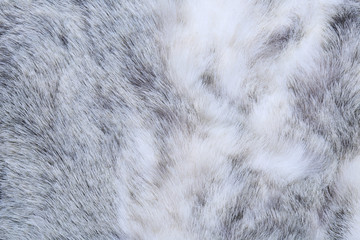 texture of gray fur
