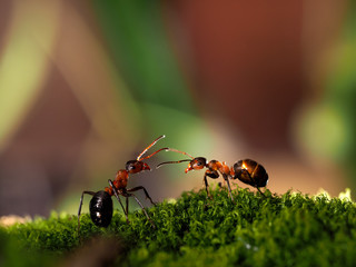 Beautiful red, forest ants standing on moss. Macro. Communication of ants, dialog, conversation