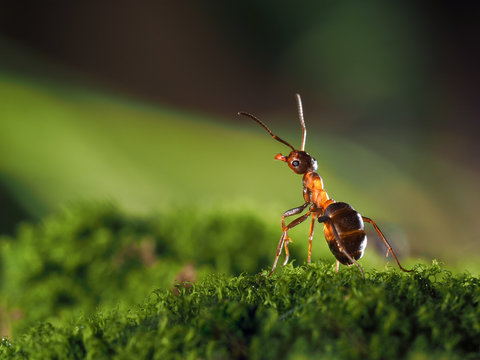 Pretty redhead, wood ant standing on a moss. macro