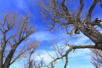 crown of oak trees without leaves against the sky